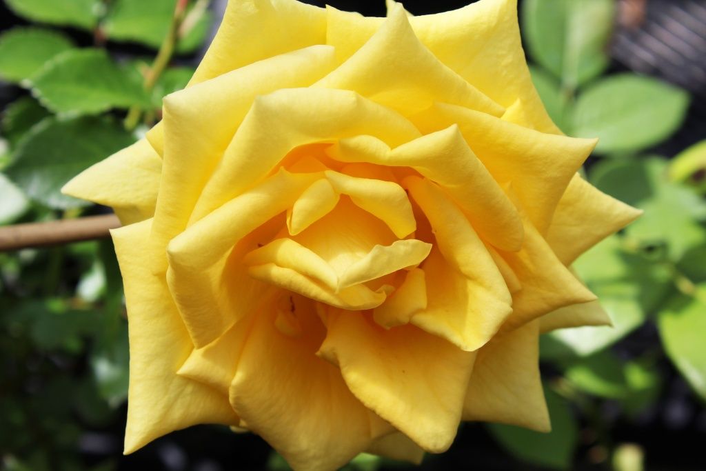 Роза чайно-гибридная Дежавю