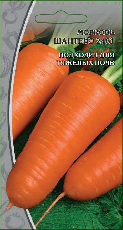 Морковь сорта Шантенэ 2461