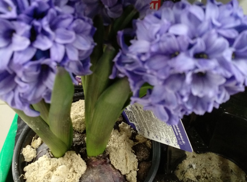 Гиацинты в горшочках.jpg