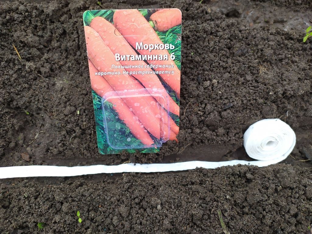 Посев моркови на ленте