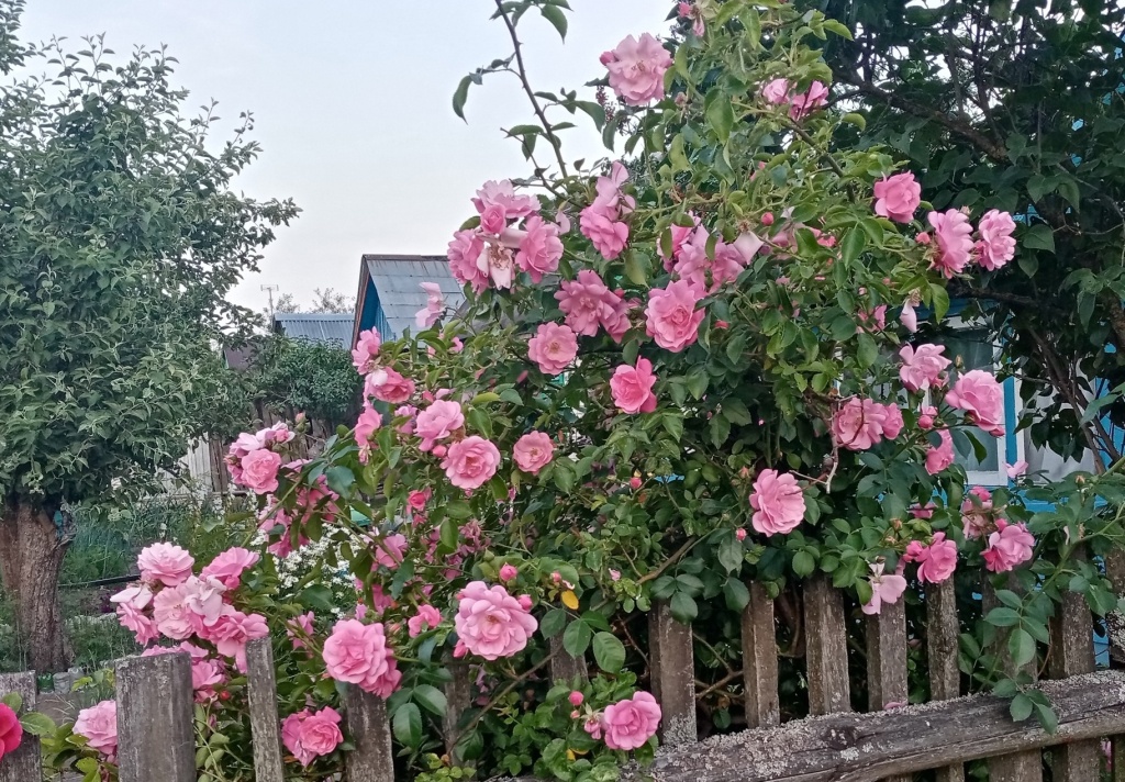 Розы ругоза.jpg