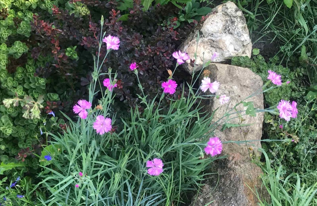 гвоздика травянка.jpg