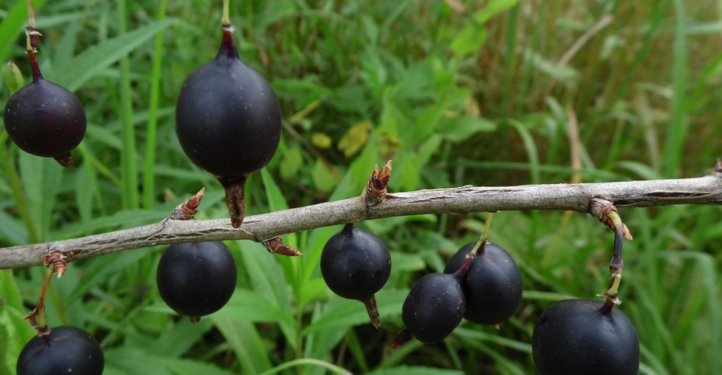 Крыжовник Черносливовый1_2000x1040.JPG