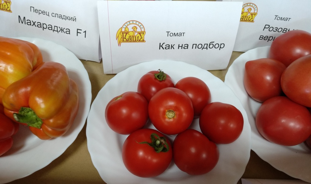 томат Как на подбор_4000x2368.jpg томат Как на подбор_4000x2368.jpg