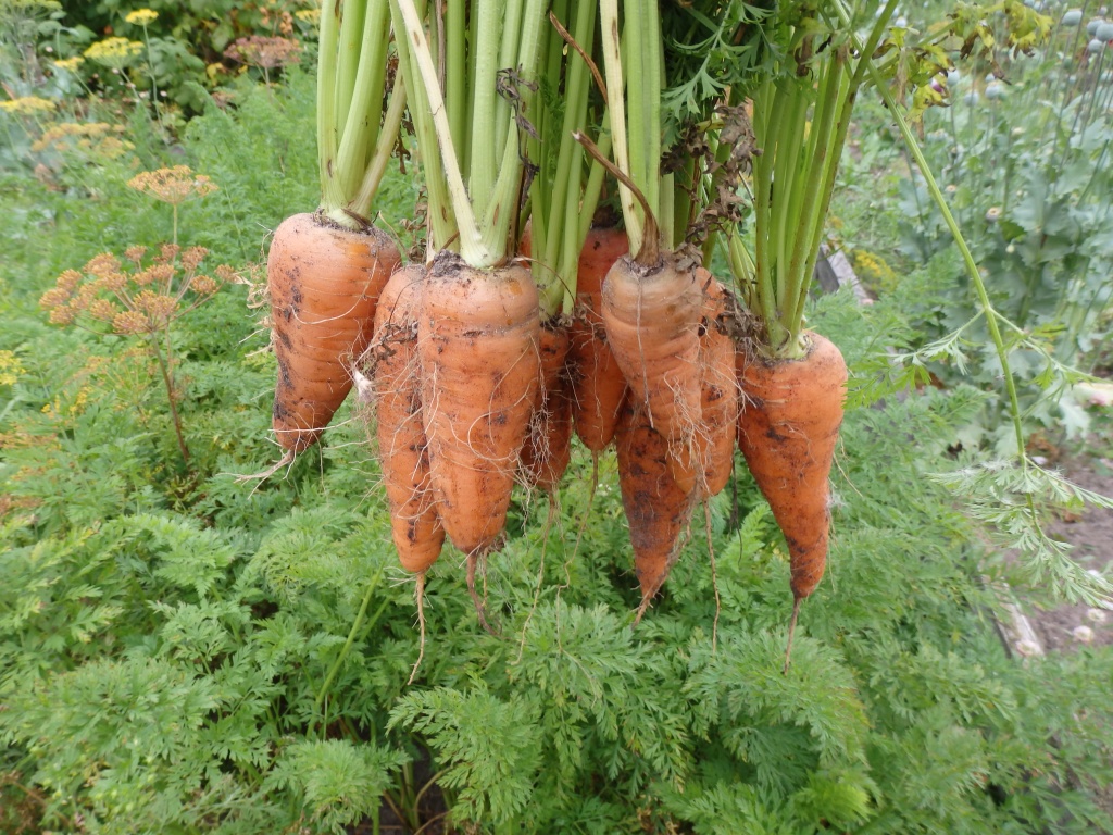  Выдергиваем морковь за ботву