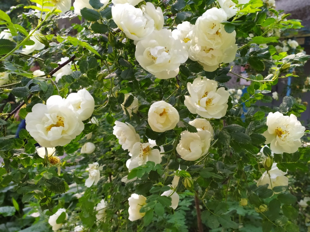 Роза колючейшая или белый шиповник.jpg