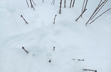 Снег на участке: польза и вред (как снизить риски аномально снежной зимы)