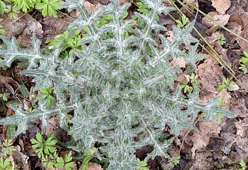 Чертополох — сорняк или ценное растение, целебные свойства и декоративные сорта