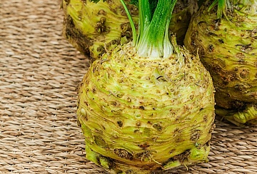 Как вырастить крупный корневой сельдерей — три секрета