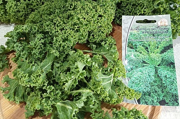Листовая капуста Кружевница — красота на грядке, польза на столе