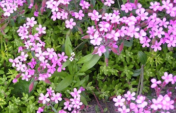 Мыльнянка в саду: выращивание, уход и применение в ландшафтном дизайне