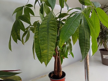 Пахира: виды, условия выращивания и уход