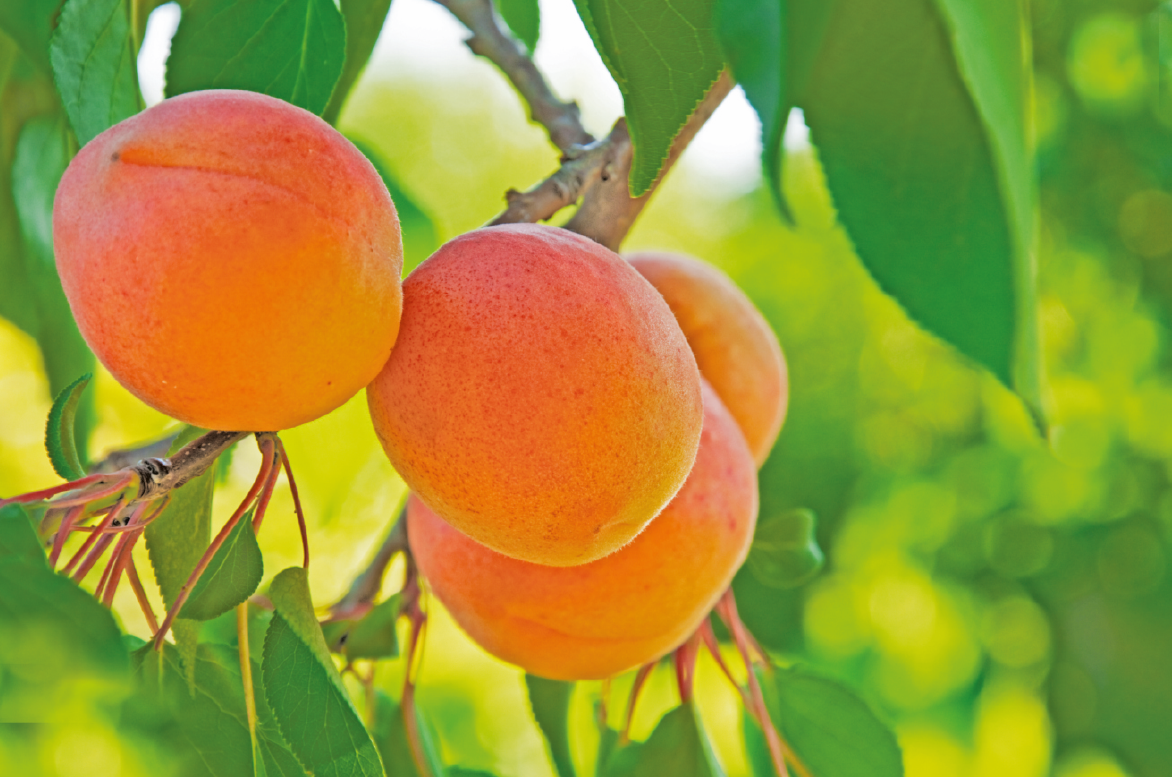 Выращивание и уход за абрикосом в средней полосе России