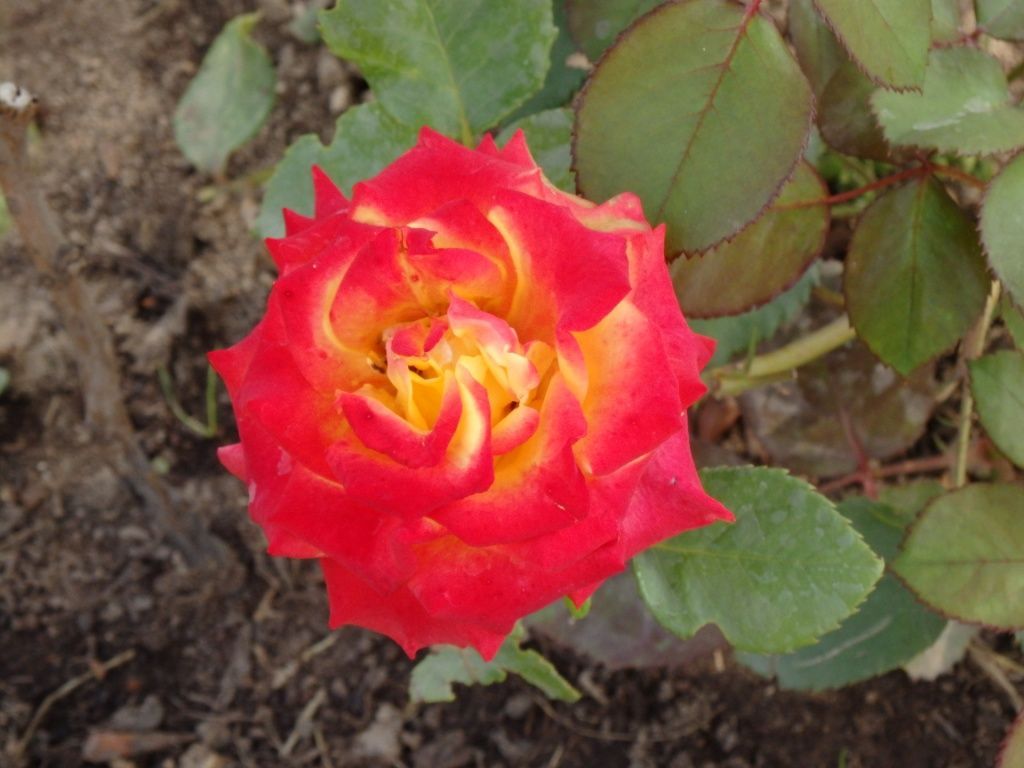 Лучшие срезочные сорта роз. ТОП-10 роз для срезки