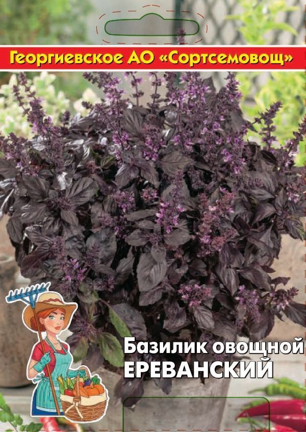 Базилик овощной Ереванский 5г купить семена по каталогу почтой, цена, описаниесорта, отзывы, доставка наложенным платежом по России