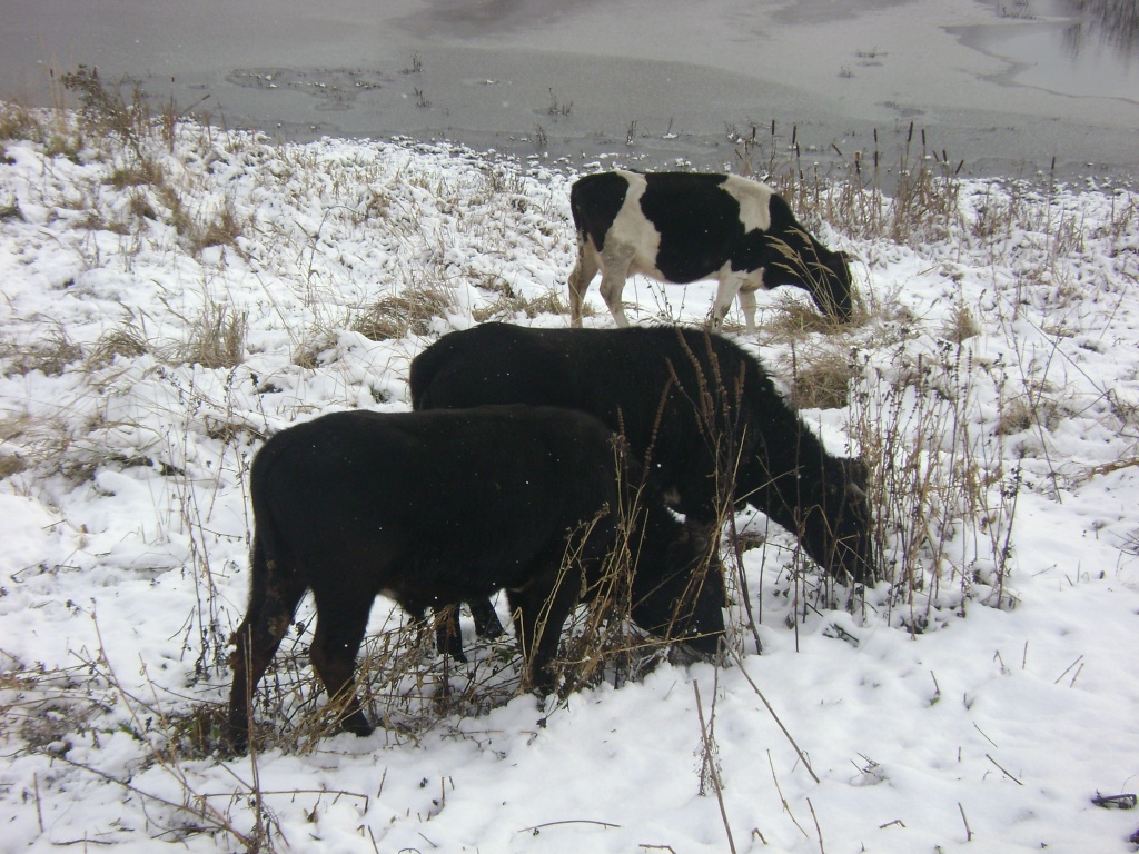 Коровы Зимой Фото