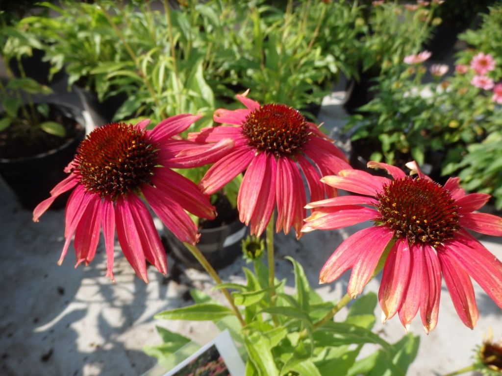 Эхинацея Echinacea Pink Tip