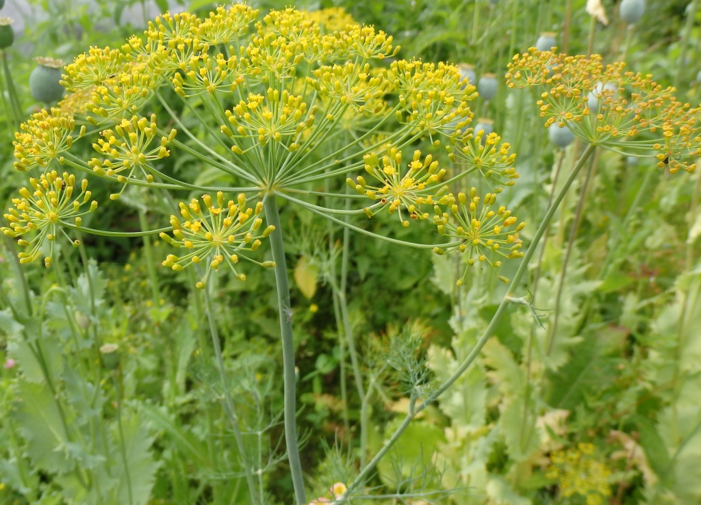 Укроп горох. Укроп огородный Anethum graveolens. Фенхель огородный. Укроп огородный гербарий. Укропа пахучего плоды.