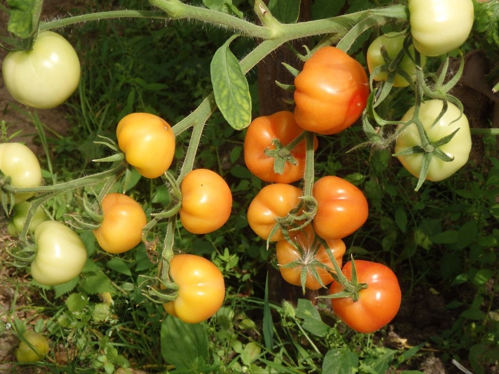 Уход за помидорами в июле. Формировка томатов. Подкормка томатов дляотличного урожая.