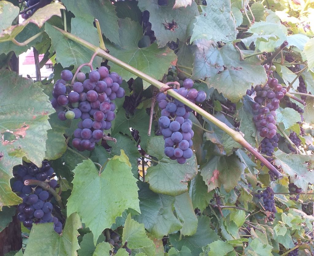 Ранний виноград: сорта для средней полосы