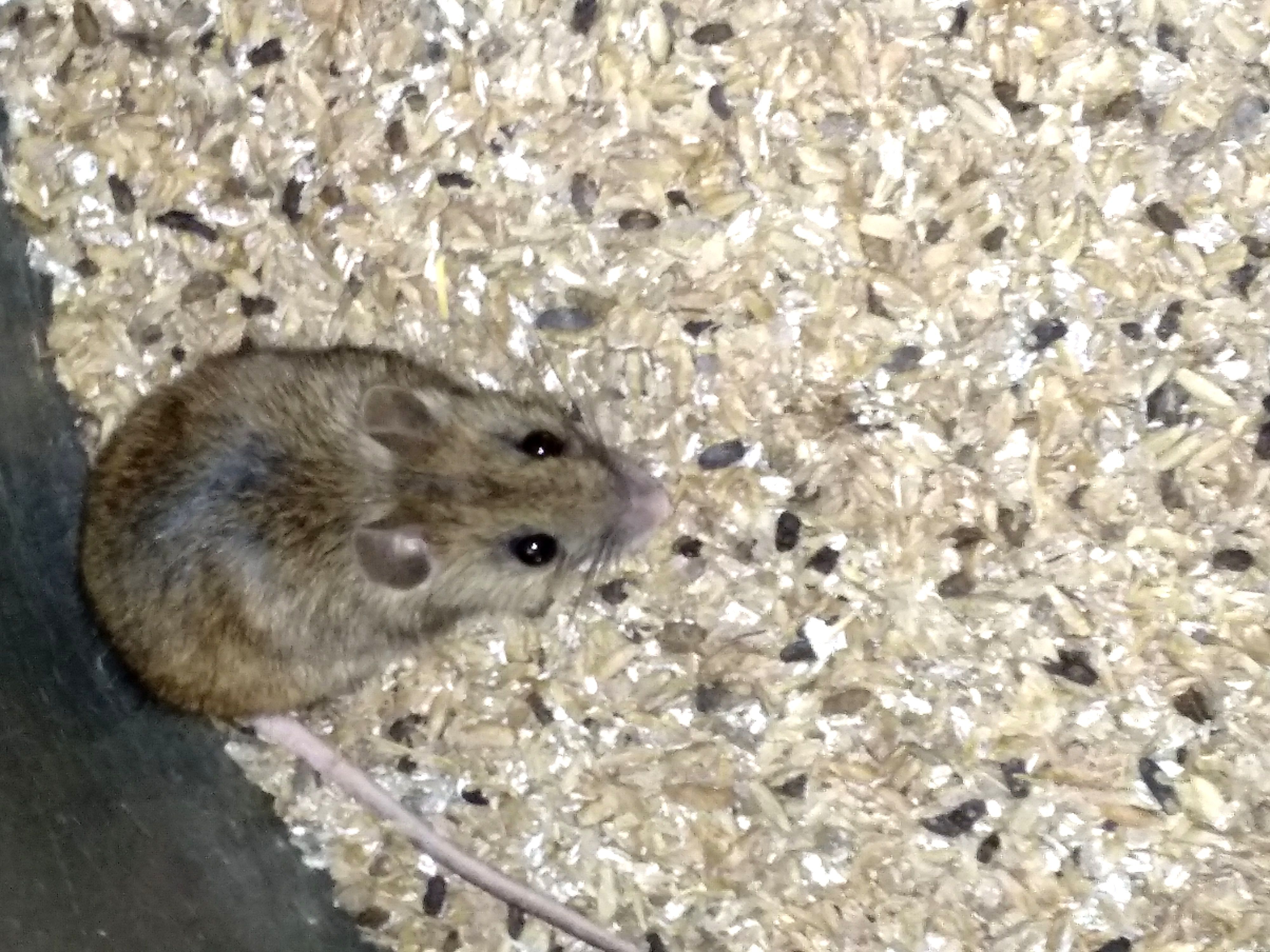 Мышь иглистая. Дом мыши 2001. Земляная крыса в огороде фото и меры борьбы. Крысобелка фото в Туапсе.