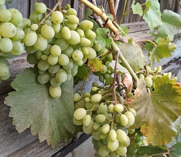Виноград, или род растений семейства виноградовых