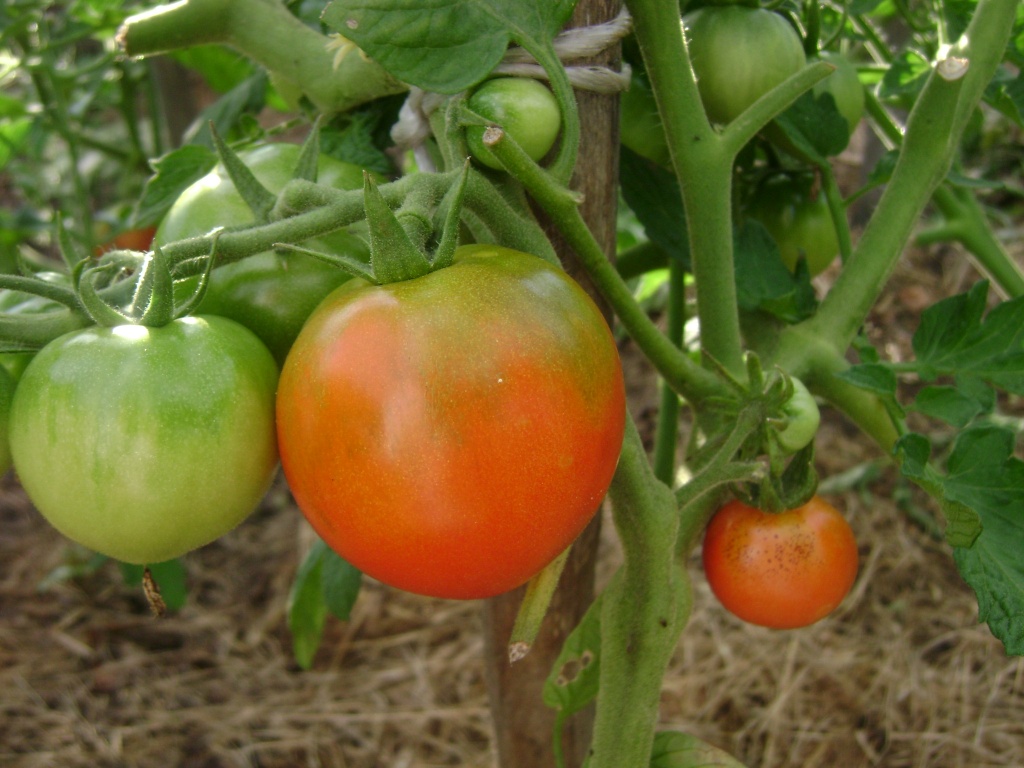 Июль. Пора урожая томатов, перцев, огурцов лука