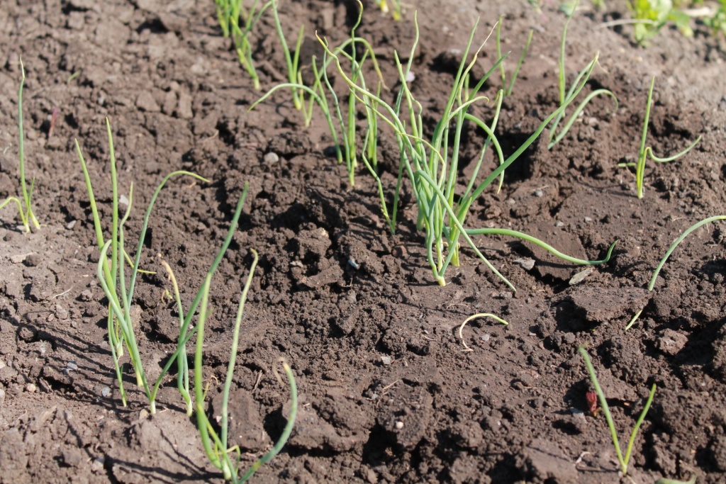 Фото статьи