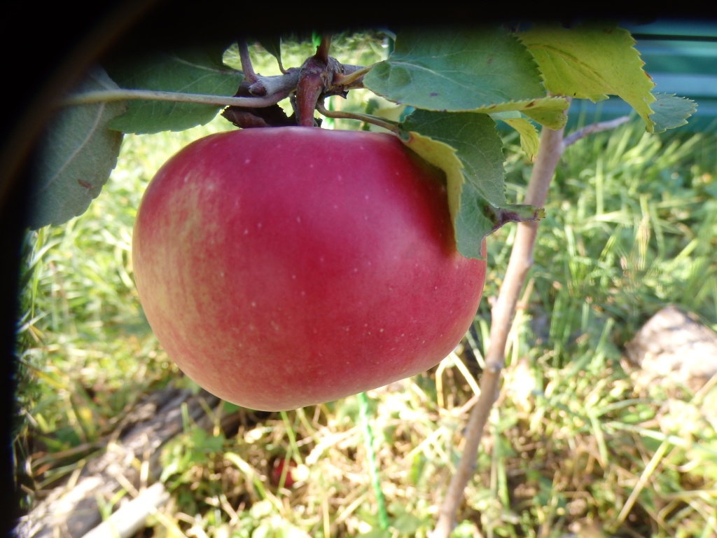 25 лучших сортов осенних яблонь — особенности выращивания на Юге, вПодмосковье и средней полосе России, хранения яблок