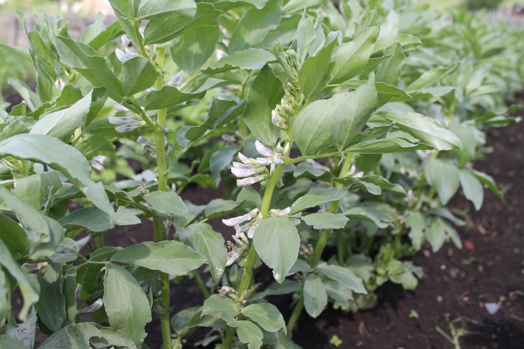 бобы 2 ррр.JPG