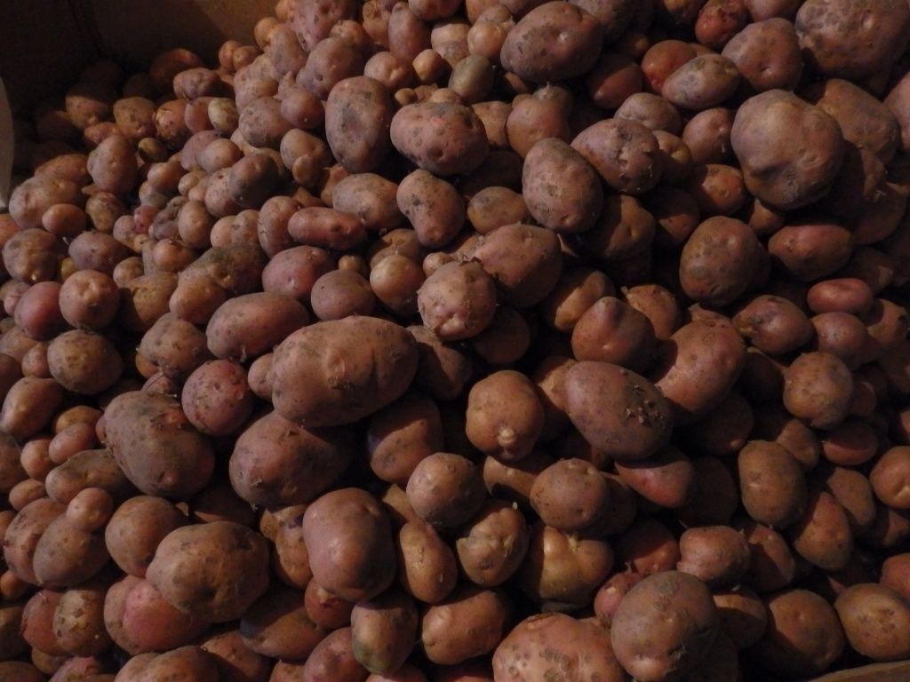 Секреты долгого хранения картофеля зимой