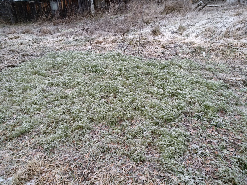 Фацелия под снегом.jpg Фацелия под снегом.jpg