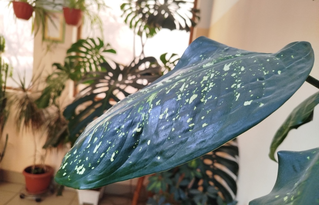 Диффенбахия 11.jpg