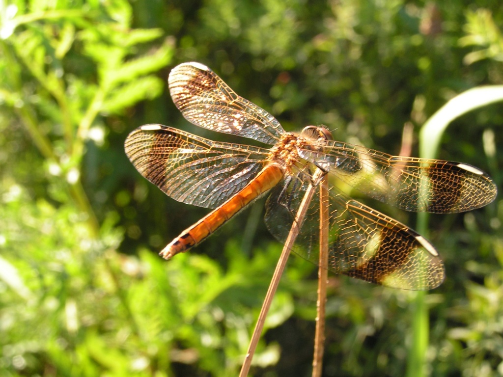 Стрекоза перевязанная.JPG