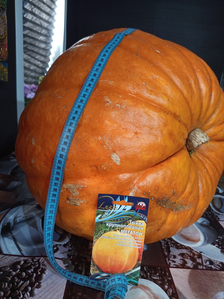 Более метра в диаметре — вот это размер.jpg Более метра в диаметре — вот это размер.jpg