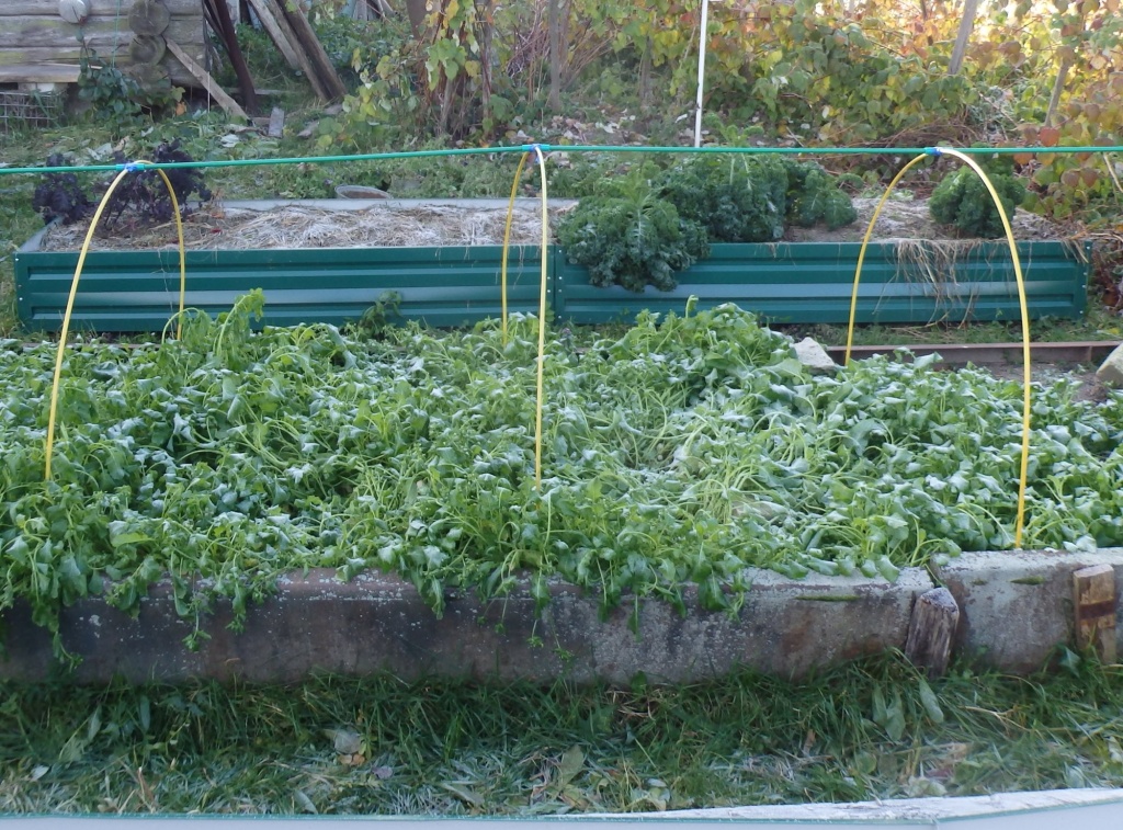 заморозки.JPG