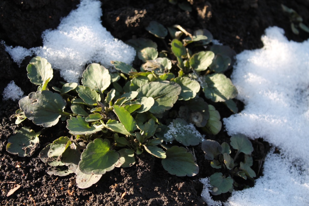 фиалка рогатая_ттт.JPG