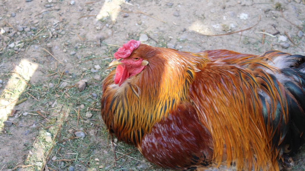 Курица Брама 1.JPG