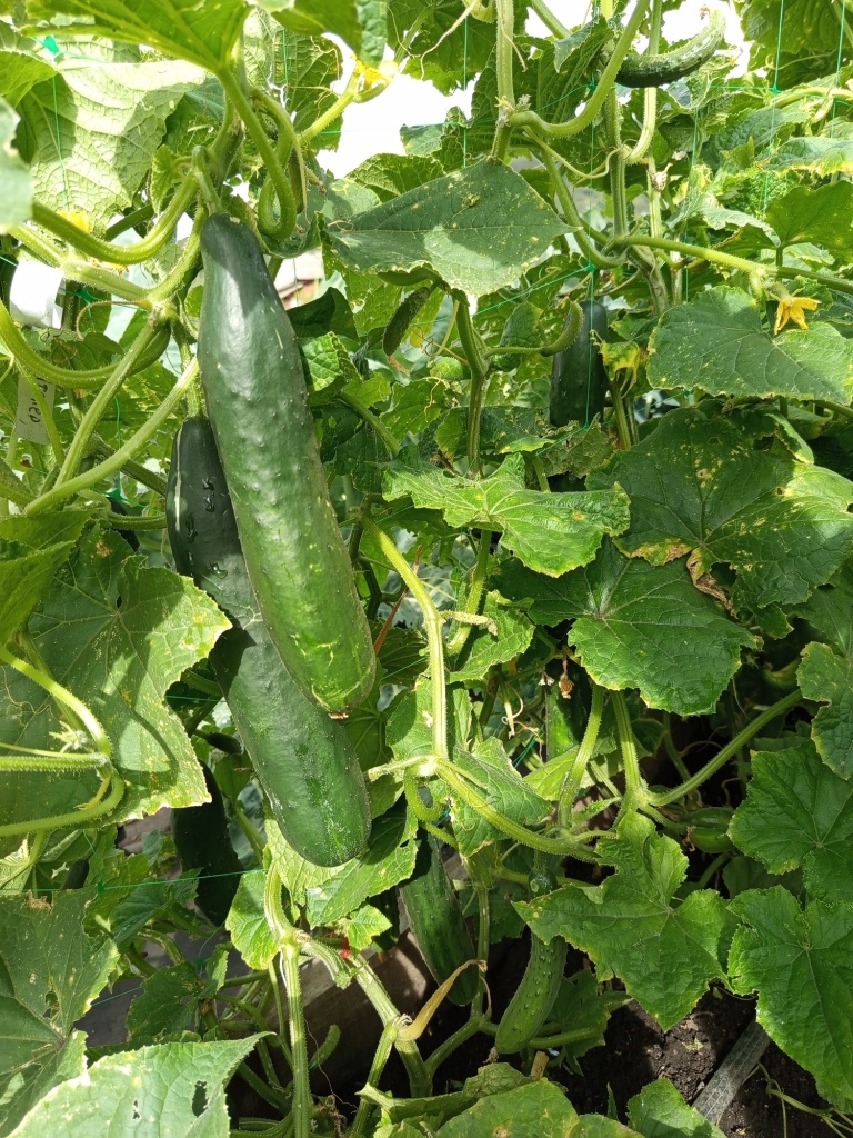 07. Благодаря подкормке _Здравень Турбо_ огурцы не страдают от нехватки калия.jpg