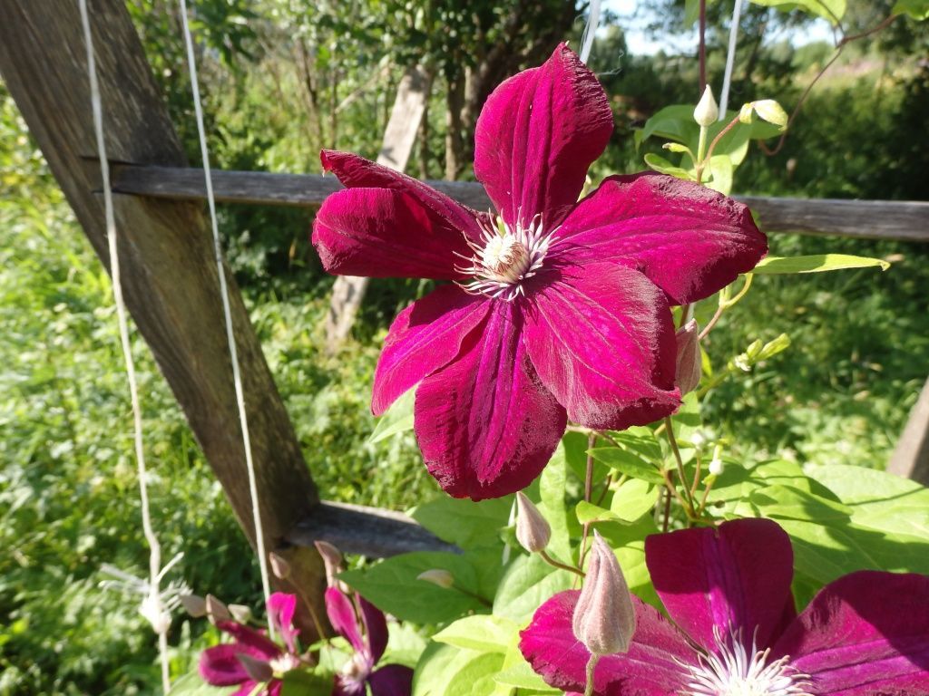 Fotografie Clematis plamének