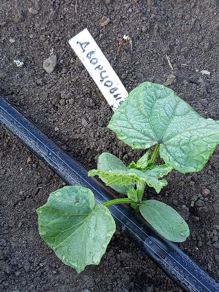 Начало сезона.jpg Начало сезона.jpg