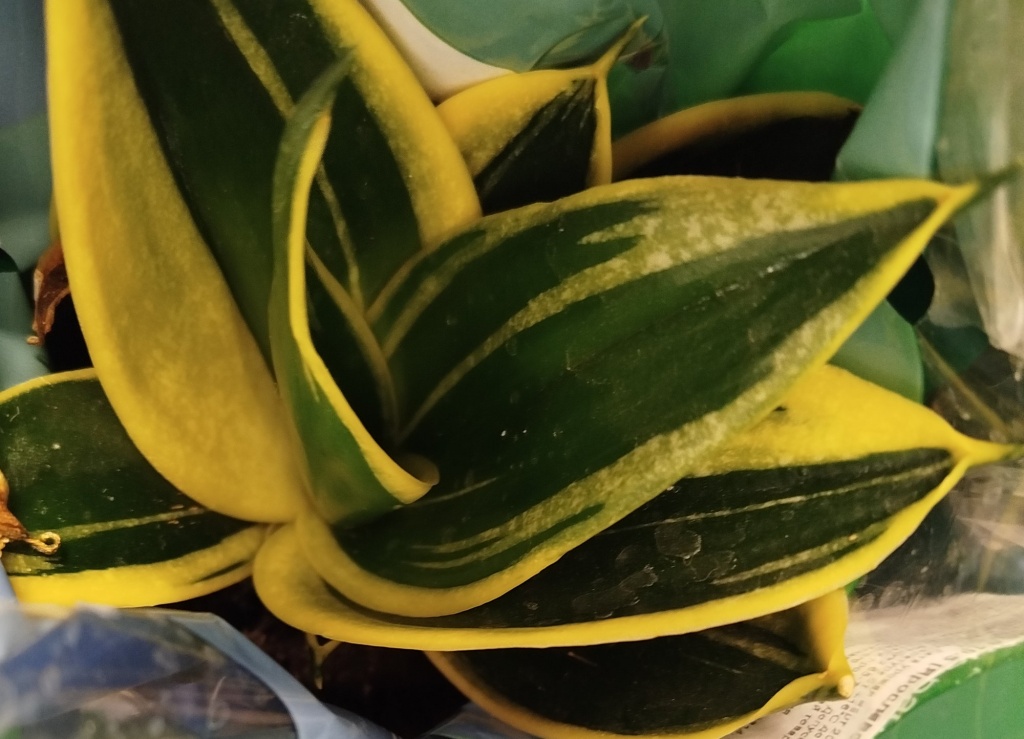 Сансевиерия Голден Ханни Блэк.jpg