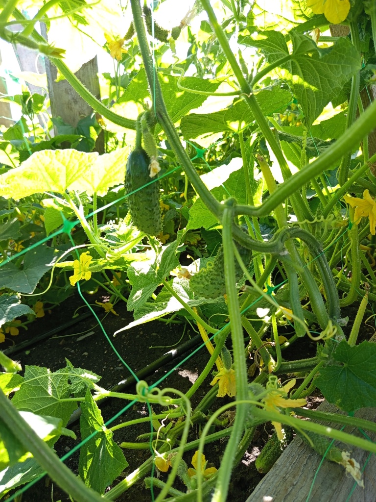 При выращивании на сетке плоды хорошо видны.jpg При выращивании на сетке плоды хорошо видны.jpg