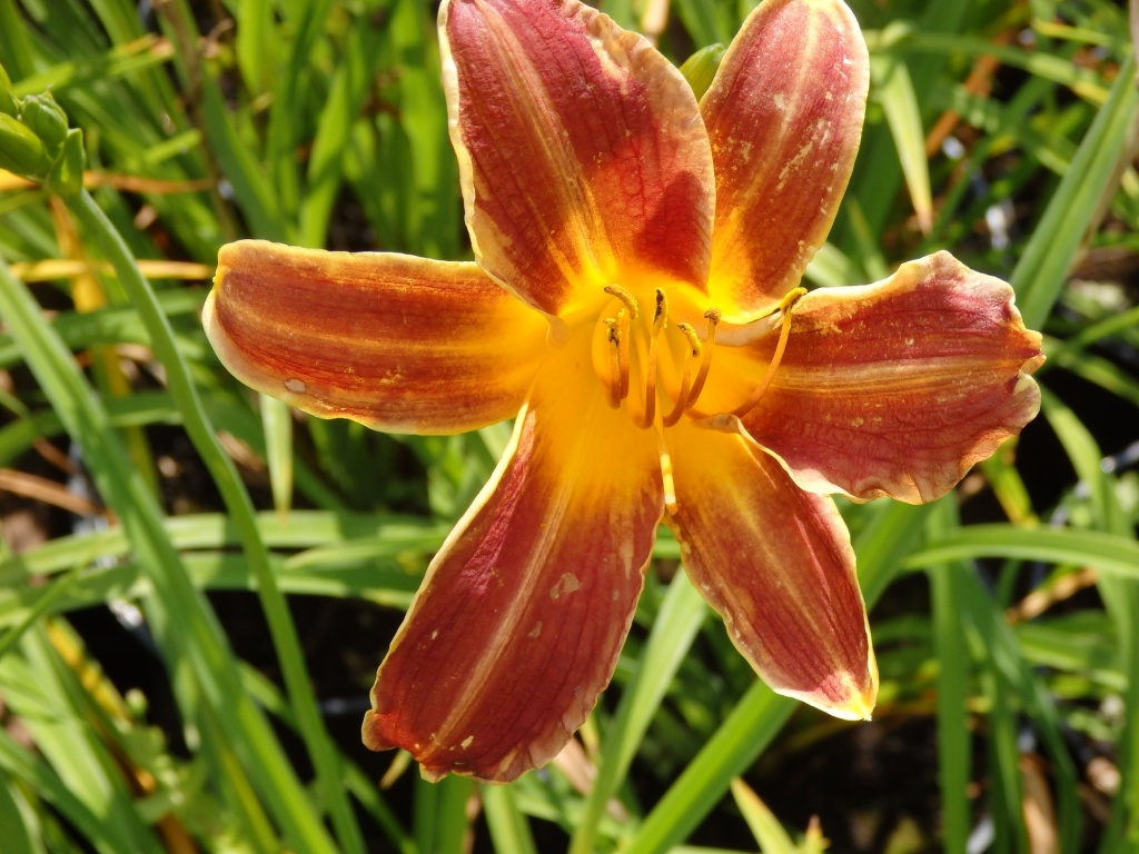 Лилейник гибридный Эвери Дейлили Ред Рибз.JPG