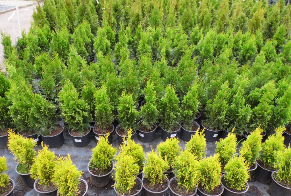 Саженцы туи.JPG