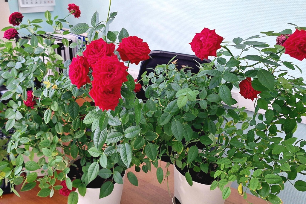 Розы мини2.jpg