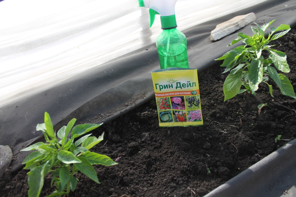 Янтарная кислота стимулирует рост и цветение.JPG