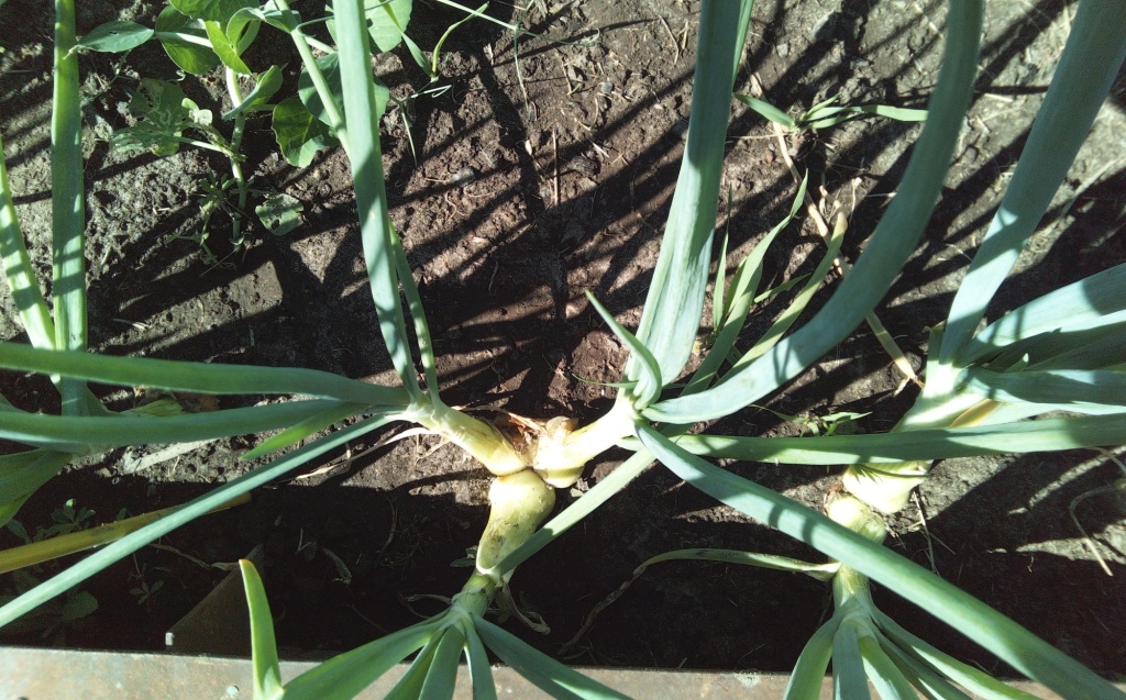 Семейный лук.jpg