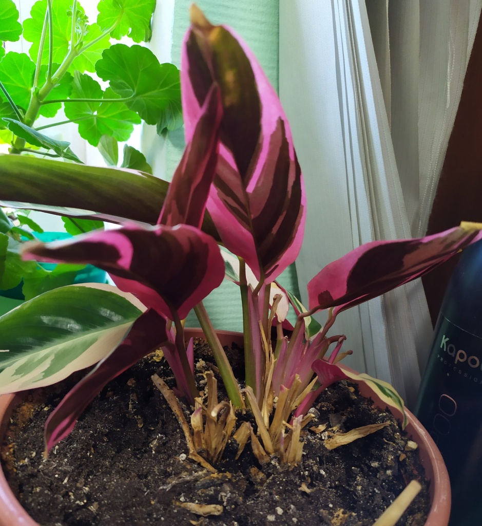 Строманта 2.jpg