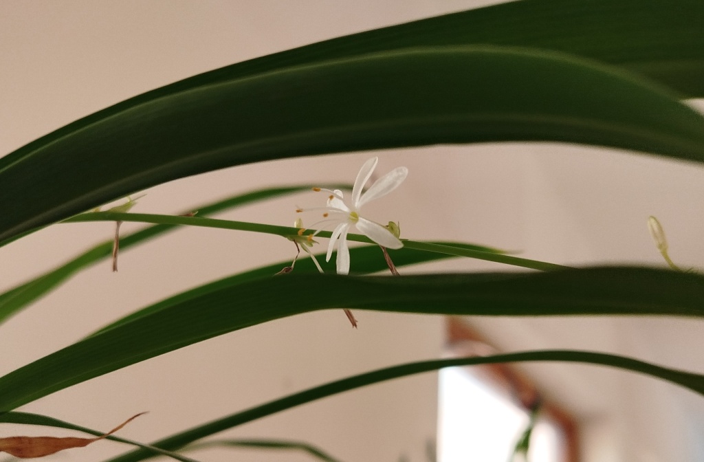 Хлорофитум 3.jpg